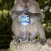 monkey_macaque_balinese_mf_ubud_v_0850_bal4562.jpg